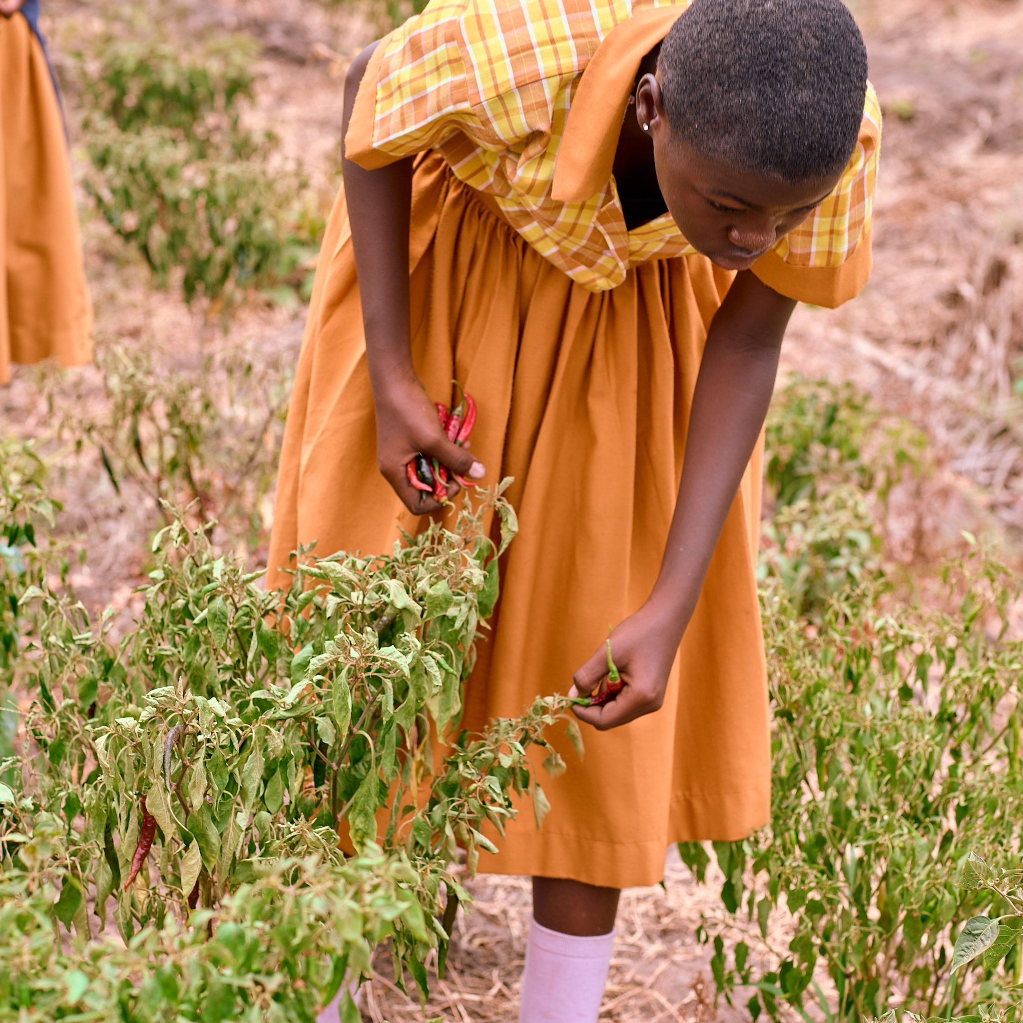 Green Vanguard school farm
